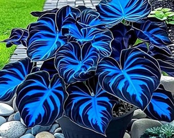 200+ blauwzwarte Hosta Seeds – zeldzame hartvormige schaduwminnende vaste plant met donker siertuinblad