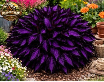 Rare Bold Hosta Seeds – Kleurrijke meerjarige schaduwtuinplanten | Pakket met 10 zaden