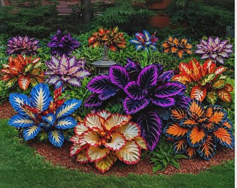 220+ Hosta Seeds – Shade Loving Perennial Plants | Lush Ornamental Foliage for Home Garden & Landscaping