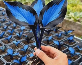 300 zeldzame blauwe hostazaden – Decoratieve hartblad meerjarige schaduwtuinplant