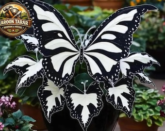 200+ Hosta Seeds – Lommerrijke tuindecoratieplanten voor schaduwtuinieren