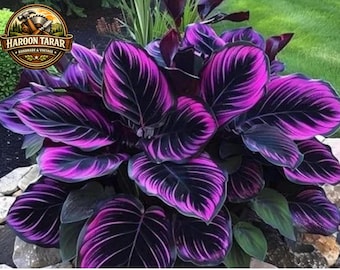 Hosta Seeds – Shade Garden Onderhoudsvriendelijk Vaste plant border en pot sierbladplant