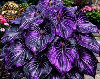 Hosta Seeds for Planting – Vaste erfstuk niet-ggo-tuinplanten voor huis en decoratie