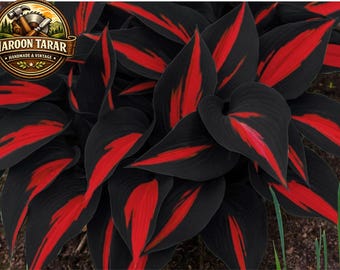318+ Hosta Seeds for Planting – Rare Perennial Shade Garden Plants, Non-GMO Heirloom Hosta, Unique Foliage, Ground Cover & Border Flowers