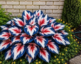 Rare Hosta Seeds – Blauwrode witte decoratieve meerjarige bladplanten voor schaduwtuinen