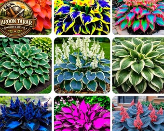 345+ Premium Rare Hosta Seeds for Planting – Non-GMO Heirloom, Open Pollinated Perennial Shade Garden Flowers, USA Quality