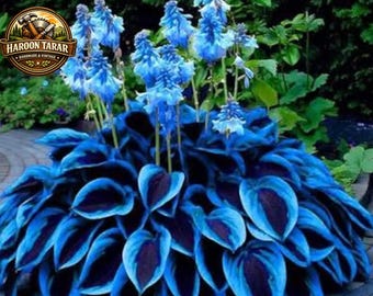 200+ blauwzwarte hostazaden | Schaduwminnende vaste tuinplanten voor sierblad