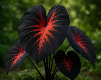 Black Stem Elephant Ear Bulb for Planting – Dramatic Dark Colored Colocasia with Giant Tropical Leaves – Fast-Growing Perennial Bulbs