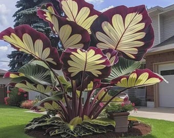 220 gemengde zeldzame hostazaden meerjarige schaduw tuin bladplanten buiten