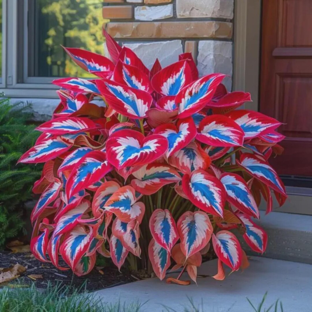 Red and Blue Hosta Seeds Rare Shade Loving Perennial Garden Plants - Etsy