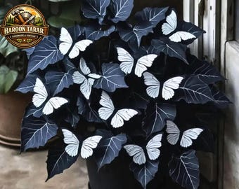 300+ gemengde Hosta Seeds – Zeldzame overblijvende schaduwtuin non-GMO-erfstukzaden