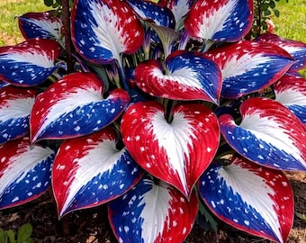 200+ rood-blauw-witte hostazaden – zeldzame meerjarige schaduwtuin sierplanten