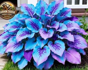 200 mix blauwpaarse Hosta Seeds | Schaduwminnende meerjarige siertuinplanten