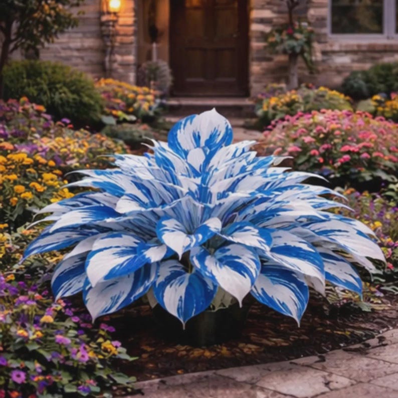 May Hosta Mixed Color Hosta Seeds – Hardy Shade Garden Plants With Bold Foliage ...