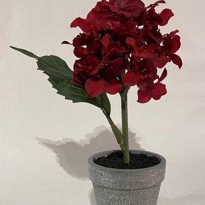 May include: A potted red hydrangea plant with green leaves in a gray pot.