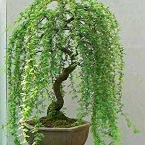 Pode incluir: Uma árvore bonsai com folhagem verde em cascata. A árvore tem um tronco marrom curvo e é plantada em um vaso octogonal marrom. As folhas são de um verde vibrante, criando uma exuberante paisagem em miniatura.