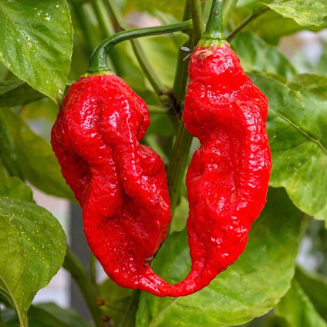 100 Bhut Jolokia Seeds Ghost Chili Pepper - Etsy