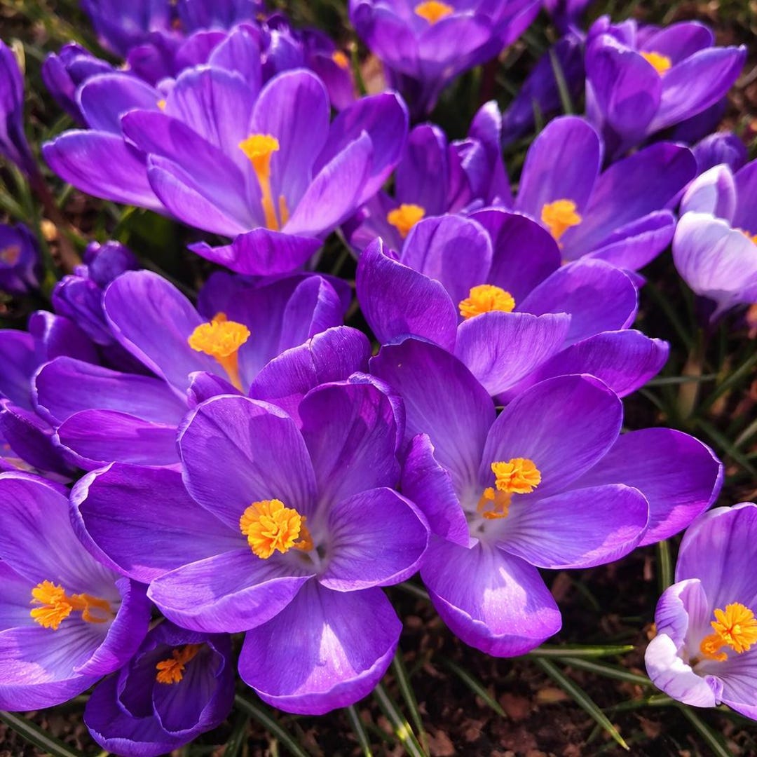 20 Ruby Giant Crocus Bulbs Perennial Garden Flowers - Etsy