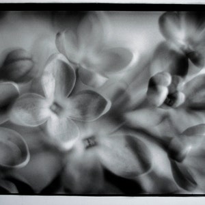 May include: A black and white photograph of a cluster of lilac flowers. The flowers are soft and delicate, with a blurred background.