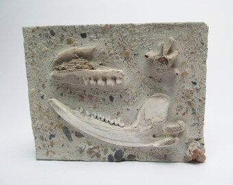 Opossum Ballast Box   concrete box of  found bones cast in concrete opossum jawbone wall art home decor outsider art made in iowa