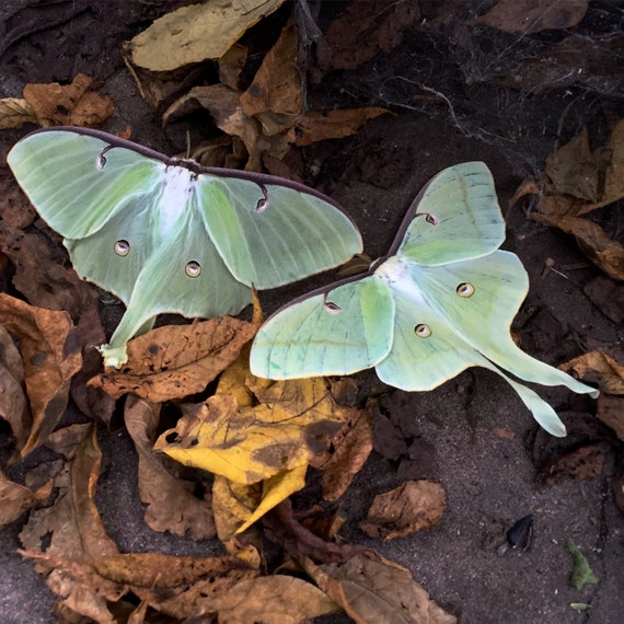 luna moths  nature photography photograph not mass produced wall art 5 3/4 X 5 3/4 printed  epson inks san gabriel archival paper home decor