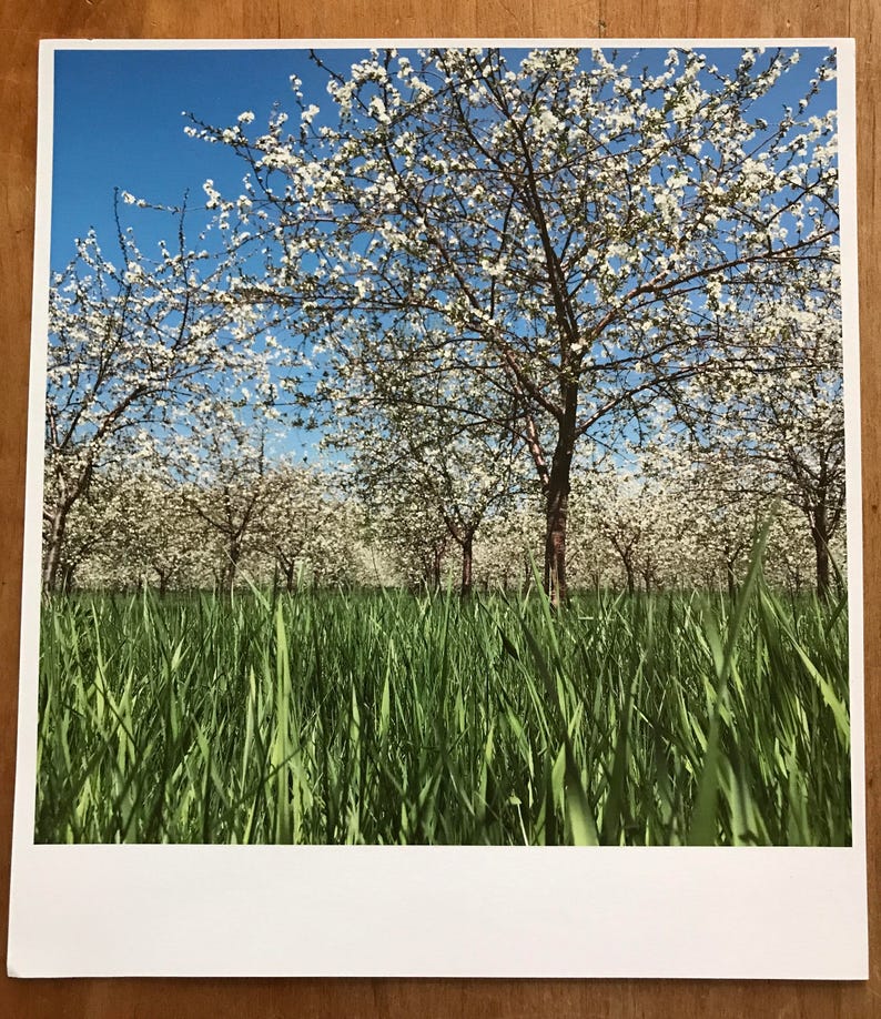 Blooming Door County Cherry Orchard Ellison Bay Wisconsin In May Color Photograph Scenic Door County Wall Art Blooming Cherry Tree
