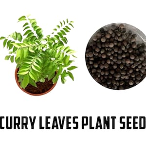 Curry Leaf Seeds - Etsy