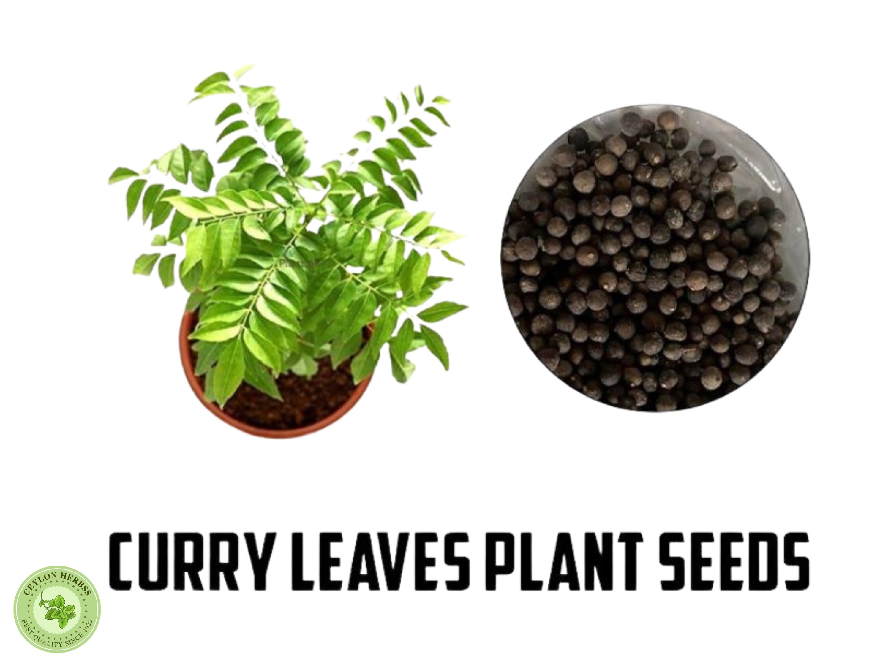 Curry Leaf Seeds - Etsy New Zealand