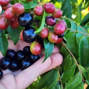 May include: A cluster of round, glossy berries on a green leafy branch, with some berries appearing bright red and others deep purple or black. A handful of the dark, ripe berries is held in the foreground, with text in the corners.