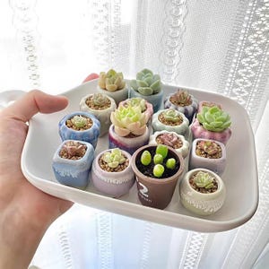 Puede incluir: Una colección de pequeñas plantas suculentas en varias macetas de cerámica, dispuestas en una bandeja rectangular blanca. Las suculentas muestran tonos de verde, rosa y amarillo. Las macetas son de colores pastel.