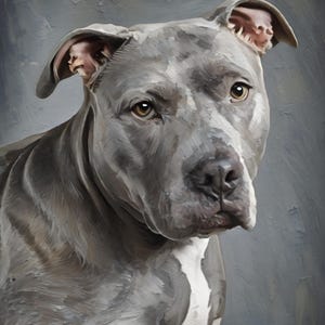 Könnte beinhalten: Ein Ölgemälde eines grauen Pitbull-Hundes mit einem weißen Fleck auf Brust und Schnauze. Der Hund hat kurzes Fell, Schlappohren und bernsteinfarbene Augen, dargestellt in einem realistischen Stil mit sichtbaren Pinselstrichen auf grauem Grund.
