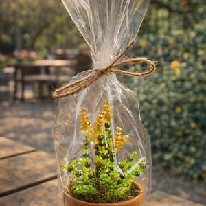Op de afbeelding: Een kleine terracotta pot met een kralenplant, verpakt in doorzichtig cellofaan en vastgebonden met touw. De plant heeft gele en groene kralen en de pot heeft een sticker met de tekst "My Story".