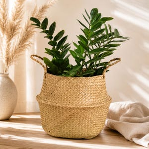 May include: A woven seagrass basket with two braided handles, featuring a flexible, collapsible midsection. The basket is light tan in colour and has a wide, rounded base that tapers slightly towards the top, holding a vibrant green Zamioculcas plant.