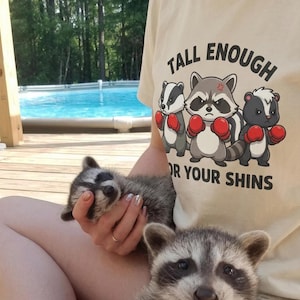 Può includere: Una maglietta color crema con la scritta "TALL ENOUGH FOR YOUR SHINS" e una grafica di tre animali dei cartoni animati con guantoni da boxe. Un procione viene tenuto in grembo a una persona, con un altro procione visibile in primo piano.