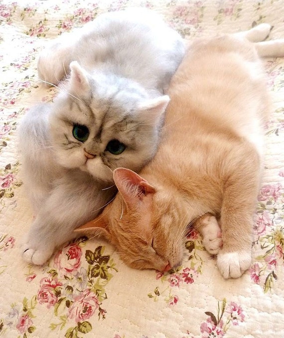 realistic cat stuffed animals