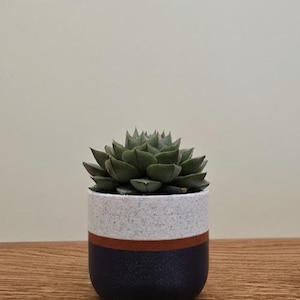 Peut inclure: Une petite plante succulente dans un pot décoratif. Le pot est cylindrique avec un dessus blanc moucheté, une bande marron et une base bleu foncé. La succulente a des feuilles vertes.