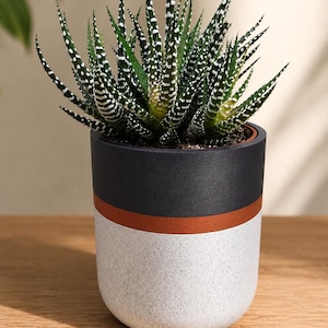 Peut inclure: Une plante succulente en pot avec des feuilles vertes tachetées de points blancs. Le pot cylindrique est noir en haut, avec une bande cuivrée et une base blanche mouchetée. Le pot est posé sur une surface en bois.