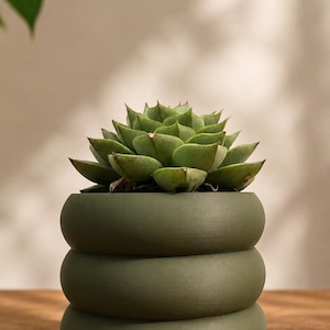 Peut inclure: Une plante succulente verte dans un pot en céramique vert olive empilé. Le pot a un design unique et arrondi. Les feuilles de la plante sont d'un vert vif, contrastant avec la finition mate du pot. Le pot est posé sur une surface en bois.
