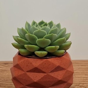 Peut inclure: Une plante succulente verte dans un pot géométrique de couleur terre cuite. La plante a de nombreuses feuilles vertes disposées en forme de rosette. Le pot a un design à facettes et repose sur une surface en bois.