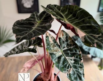 Planta viva Alocasia Pink Dragon / Rara planta de interior con tallo rosa y forma de joya