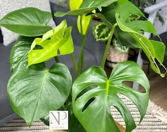 Monstera Grün auf Grünpflanze | Seltene bunte tropische Zimmerpflanze, Klettern Aroid Live Indoor