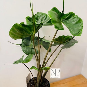 Alocasia stingray variegated - Etsy 日本