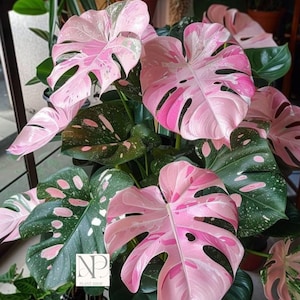 Monstera Deliciosa Pink Tricolor Lebende Pflanze - Seltene bunte Zimmerpflanze, tropische Aroid