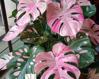 Monstera Deliciosa Pink Tricolor (planta viva) – Rara planta de interior variegada, arácea tropical.