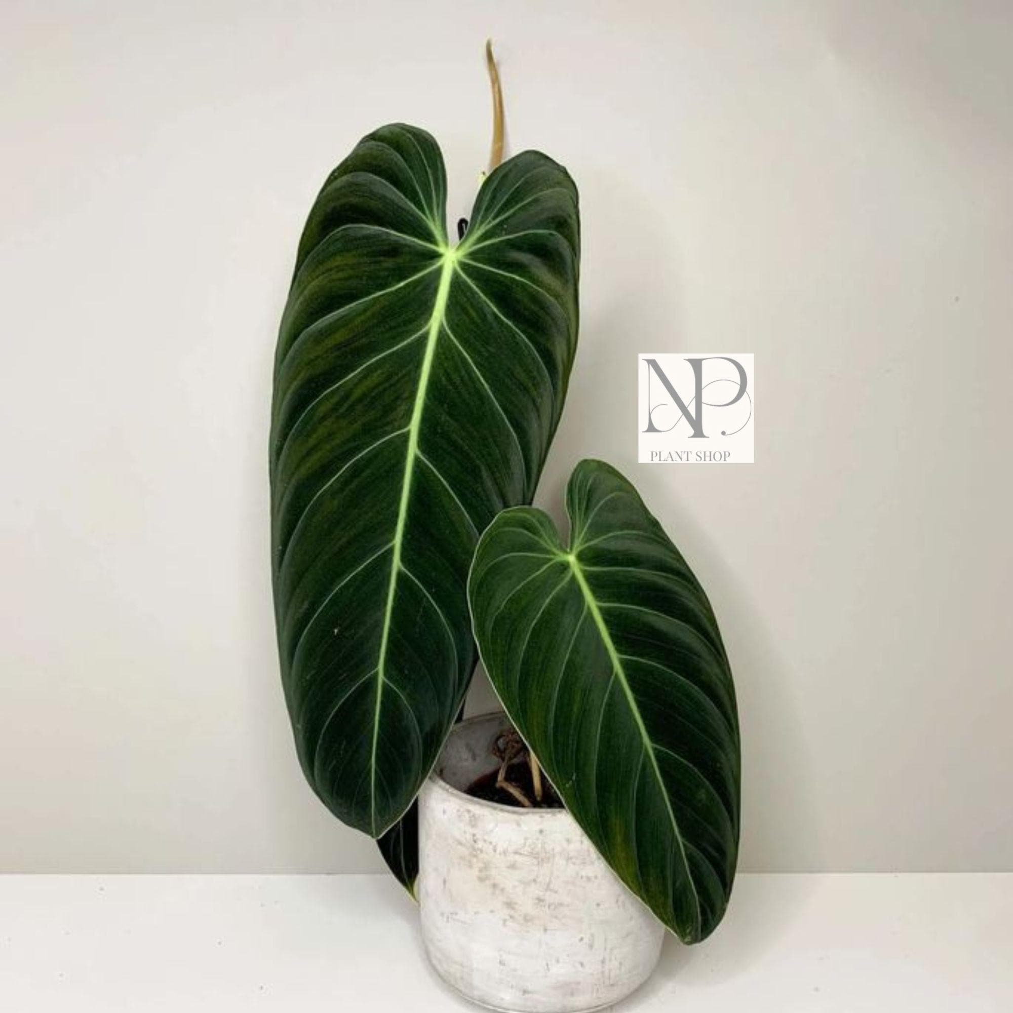 Variegated philodendron giganteum - Etsy 日本