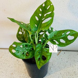 May include: A vibrant green Monstera Adansonii plant in a black pot. The plant features large, heart-shaped leaves with distinctive holes, creating a unique texture. The leaves are a rich green color, and the plant is set against a neutral background.