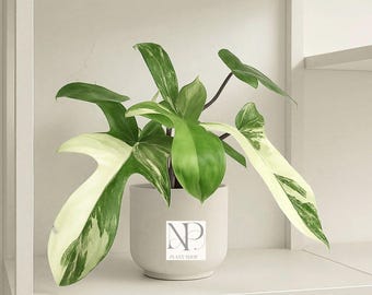 Philodendron Florida Beauty, planta viva variegada / Arácea rara de colección para interiores