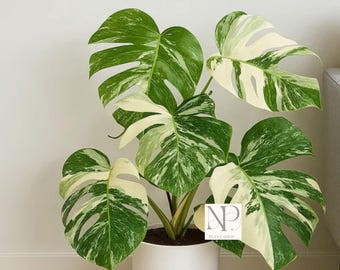 希少なモンステラ・アルボ・バリエガタ | 白と緑のマーブル模様の切れ込みのある葉を持つ観葉植物