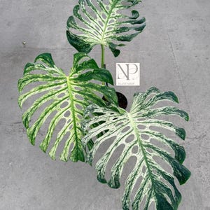 Könnte beinhalten: Nahaufnahme einer Monstera-Pflanze mit großen, bunten Blättern. Die Blätter sind eine Mischung aus Grün und Weiß mit einem einzigartigen Muster. Die Pflanze steht in einem schwarzen Topf. Das Logo "NP PLANT SHOP" ist sichtbar.