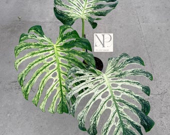 Monstera Deliciosa Devil Monster (planta viva) / Planta tropical de interior variegada poco común